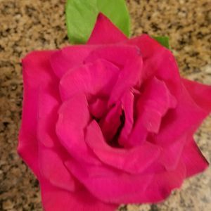 Meet your Posher, Rose mary